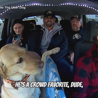 VIDEO: ‘Uber Dog’ makes passengers smile in Colorado