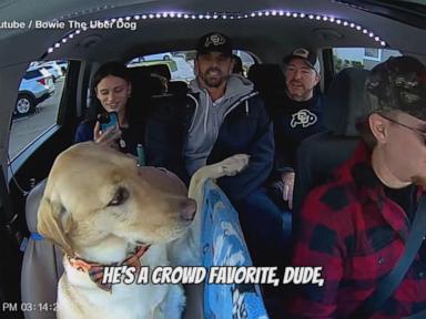 WATCH:  ‘Uber Dog’ makes passengers smile in Colorado