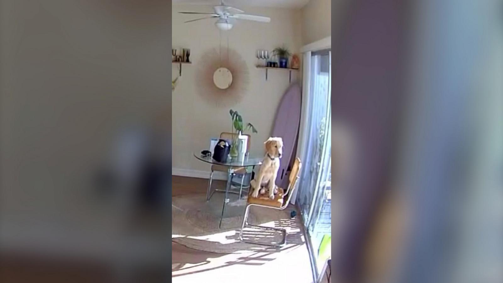 The dog surprised the owner with his reaction to being home alone.