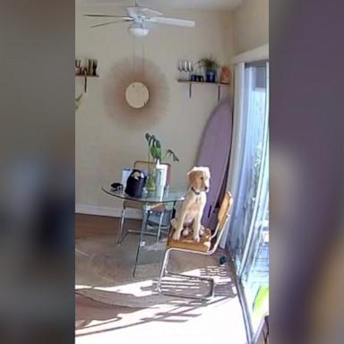 The dog surprised the owner with his reaction to being home alone.