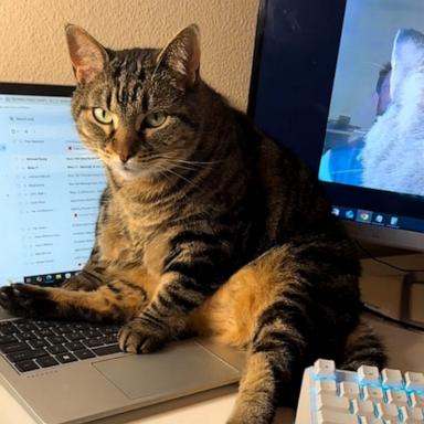 This cat found the perfect spot to relax, which happens to be right in front of the Zoom camera.