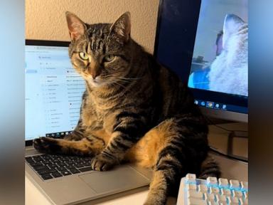 WATCH:  Cat gets cozy while interrupting her dad’s Zoom call