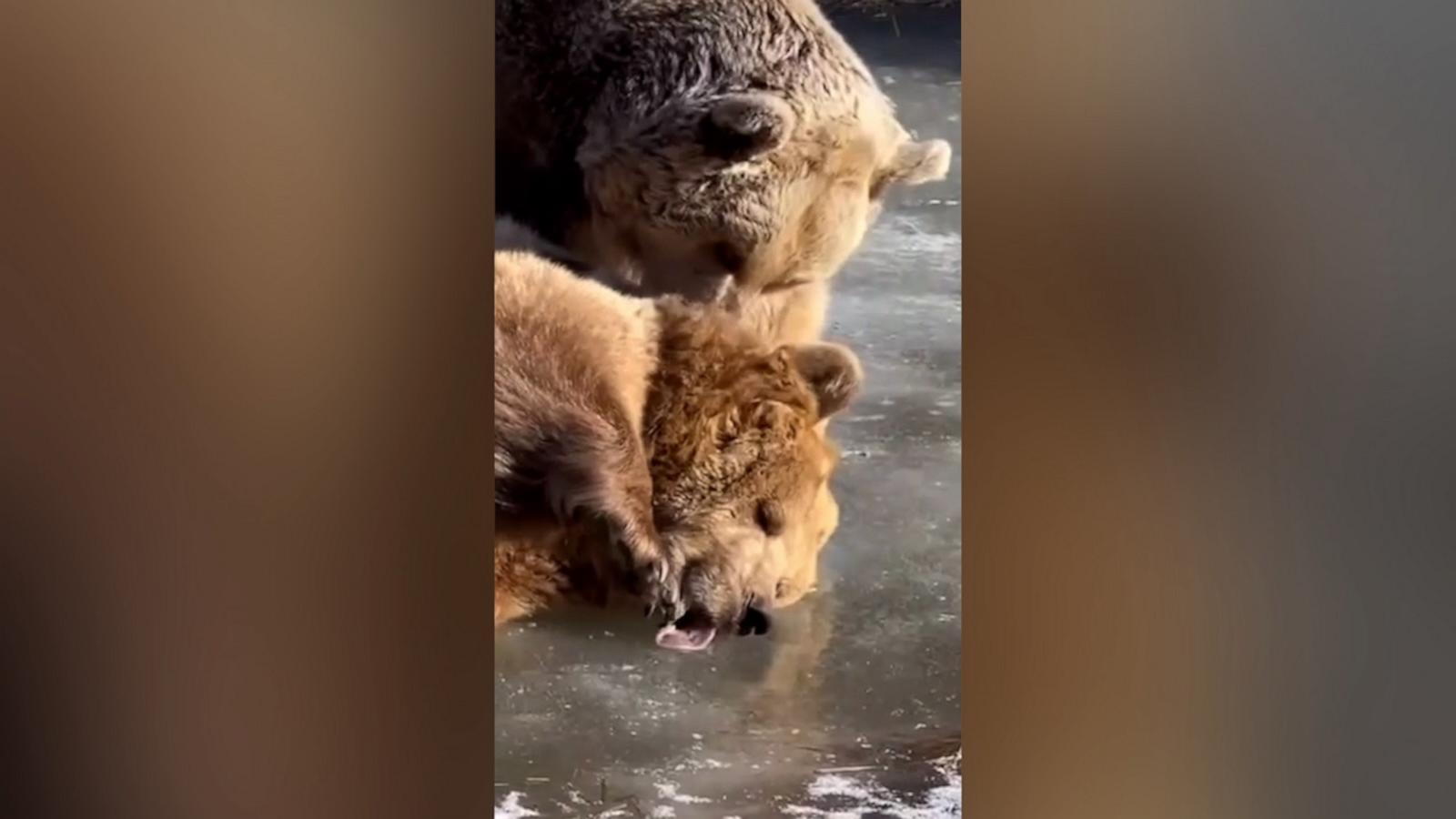 The adorable Syrian brown bears were caught on video licking and rolling on a frozen pond in their enclosure at an animal sanctuary in Otisville, New York.