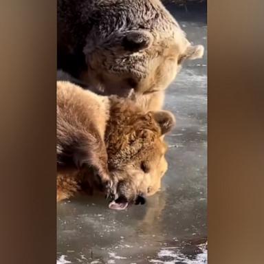 The adorable Syrian brown bears were caught on video licking and rolling on a frozen pond in their enclosure at an animal sanctuary in Otisville, New York.