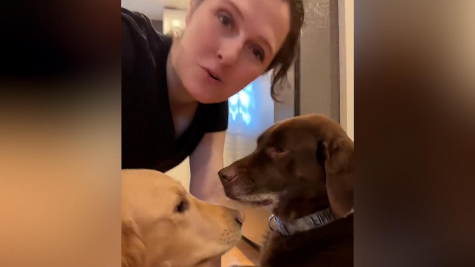 VIDEO: Woman shares adorable story about in-laws' dog sneaking into her car