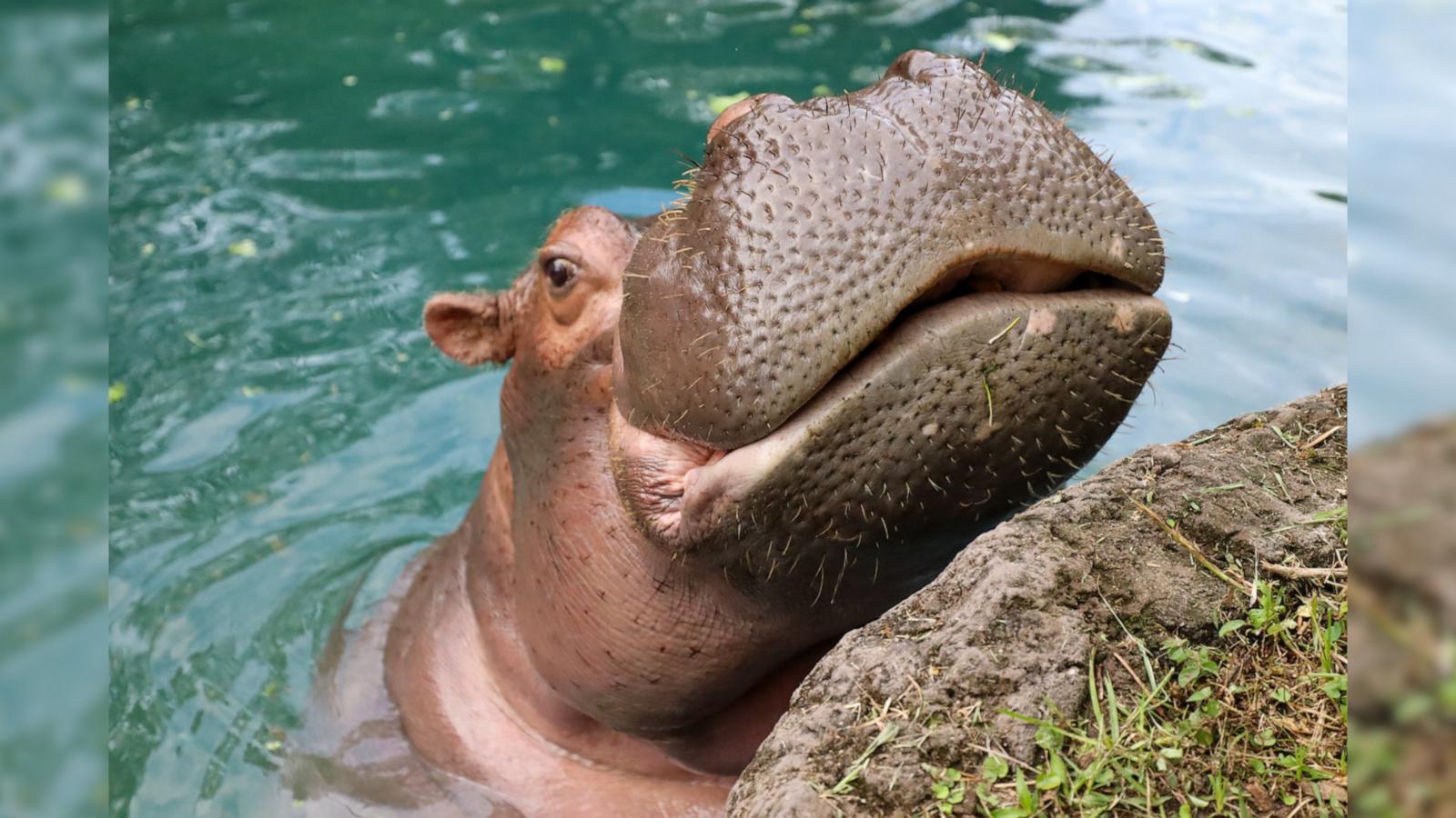 VIDEO: Disney's Animal Kingdom celebrates Viviana the hippo's 50th birthday