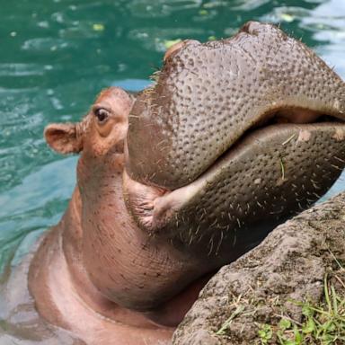 VIDEO: Disney's Animal Kingdom celebrates Viviana the hippo's 50th birthday