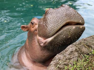 WATCH:  Disney's Animal Kingdom celebrates Viviana the hippo's 50th birthday