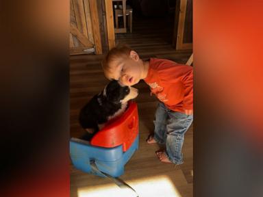 WATCH:  Adorable toddler and puppy are best friends