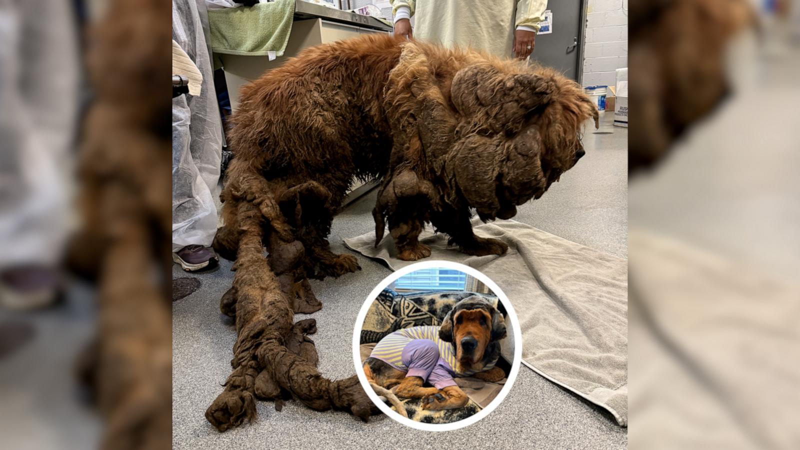 Sprout, once called "Snuffleupagus," was found in a Chicago intersection, unable to walk. Rescued by "One Tail at a Time," she’s now running, snuggling, playing and loved as a special gentle giant.