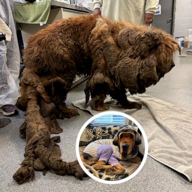 Sprout, once called "Snuffleupagus," was found in a Chicago intersection, unable to walk. Rescued by "One Tail at a Time," she’s now running, snuggling, playing and loved as a special gentle giant.