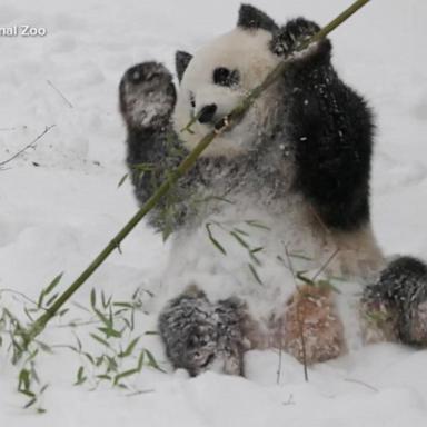 VIDEO: Giant pandas make long-awaited debut at National Zoo