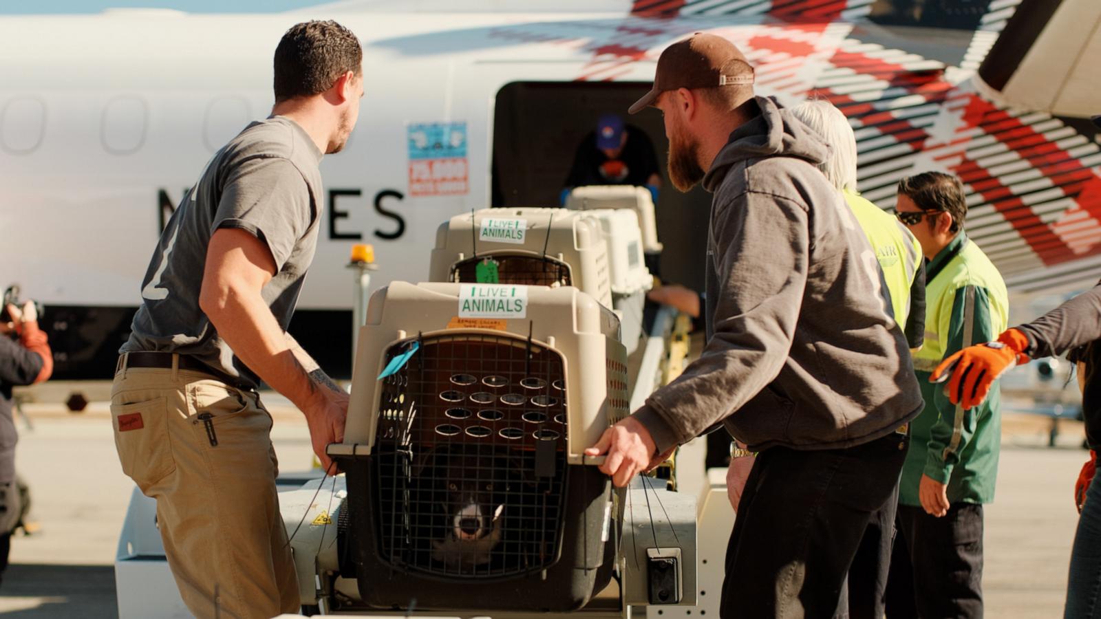 Nonprofit organization Wings of Rescue flew dogs and cats from Los Angeles shelters to the Seattle Humane shelter to help with shelters impacted by the wildfires.