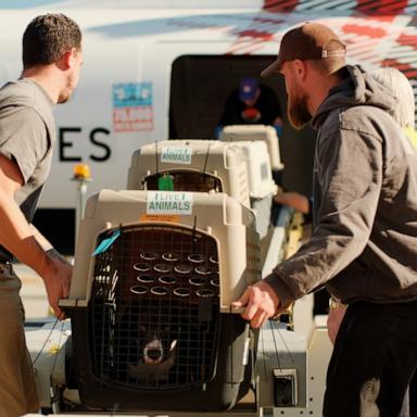 Nonprofit organization Wings of Rescue flew dogs and cats from Los Angeles shelters to the Seattle Humane shelter to help with shelters impacted by the wildfires.