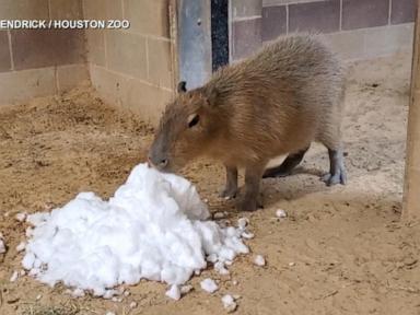 WATCH:  Houston zoo animals play in the snow