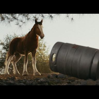 VIDEO: Budweiser unveils new Super Bowl ad