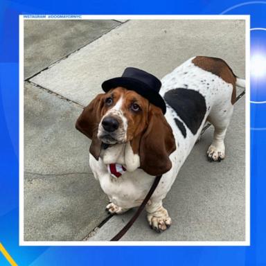 VIDEO: Rescue dog sworn in as honorary dog mayor of New York City