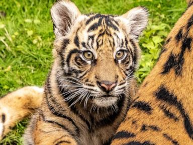 WATCH:  Tiger cub makes official 'onstage' debut at Disney's Animal Kingdom