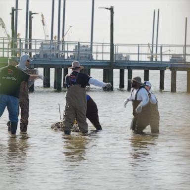 VIDEO: NFL's coastal restoration efforts in New Orleans