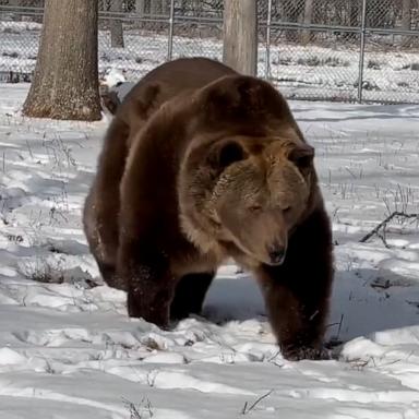 Randy, who lives at the Orphaned Wildlife Center in New York, just wants to be warm and cozy in his bed.