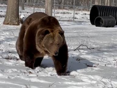 WATCH:  Bear in sanctuary braves cold before quickly returning to bed