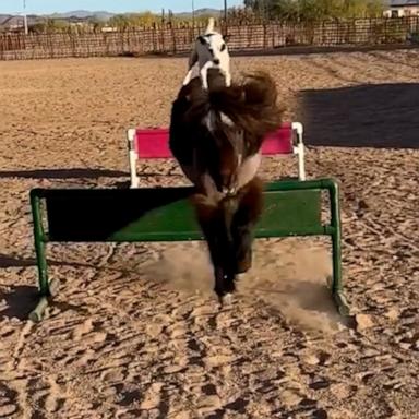 Dally, a Jack Russell terrier, loves to play with Spanky, a rescued miniature horse. 