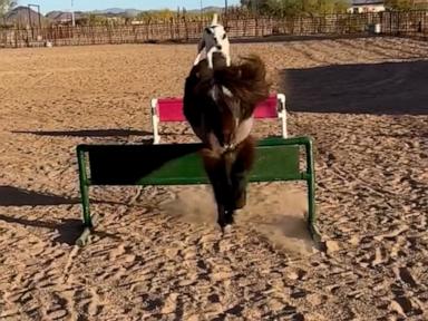 WATCH:  Pup shows off impressive horse-riding skills