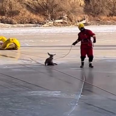 Members of the Canadian Kamloops Fire Rescue team helped a young deer to safety after it became trapped on a frozen river.