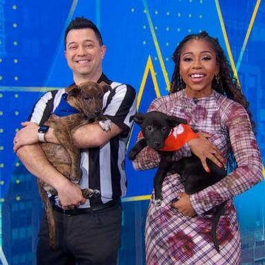 VIDEO: Puppy Bowl’s mission to promote the adoption of dogs young and old