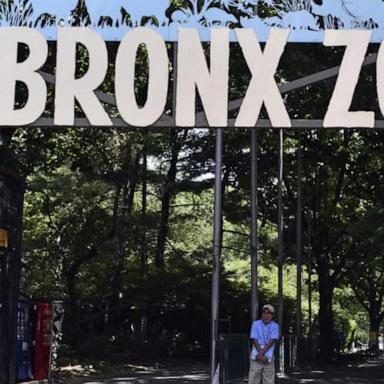 VIDEO: Bird flu virus at NYC zoos