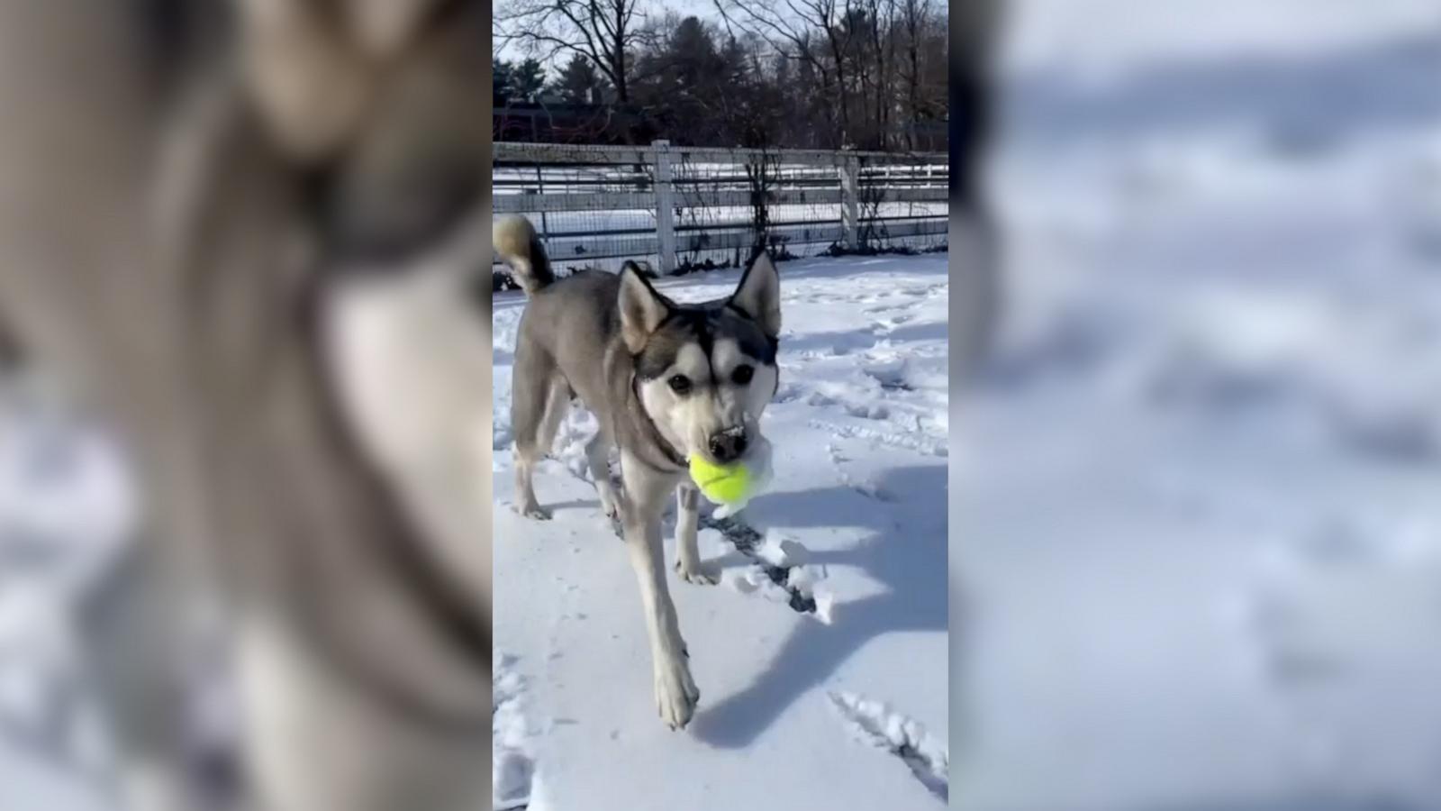 The Animal Rescue League of Boston said the dogs will be available for adoption by New England residents through its website.