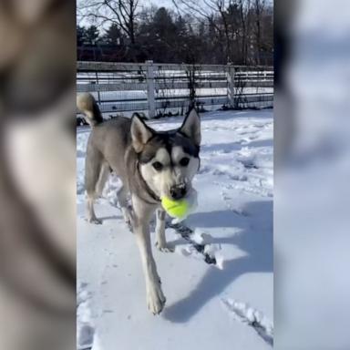 The Animal Rescue League of Boston said the dogs will be available for adoption by New England residents through its website.