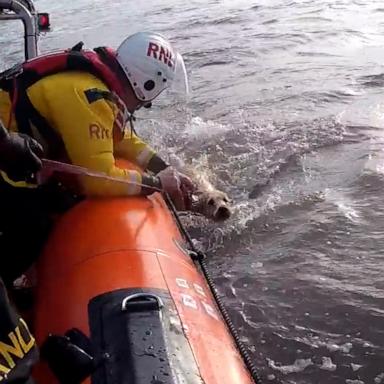 "Miraculously, we've just come across the golden retriever in the water," a lifeboat volunteer with the Royal National Lifeboat Institution said after rescuing the dog.