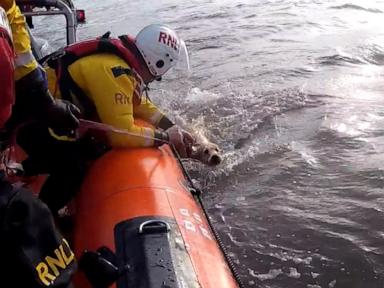 WATCH:  Watch the moment golden retriever is 'miraculously' found and rescued at sea