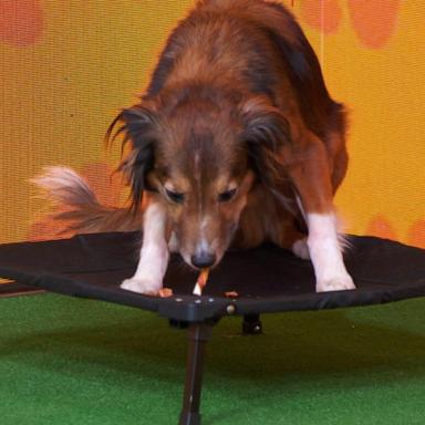 VIDEO: Dogs take part in a 'Paw-tastic Challenge'