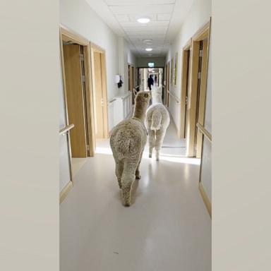 Paddy and Oscar know their way around this care home! 