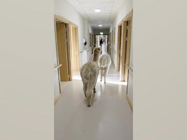 WATCH:  Alpacas roam halls of nursing home to spread joy