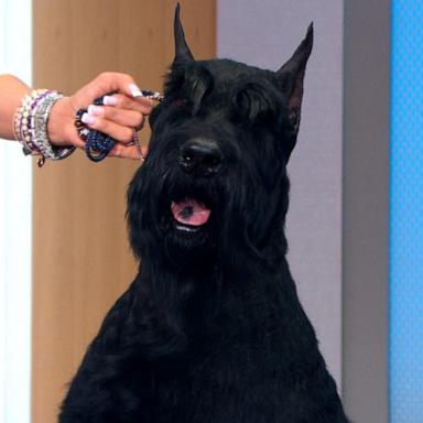 VIDEO: Monty the Giant Schnauzer wins Best in Show at Westminster Dog Show