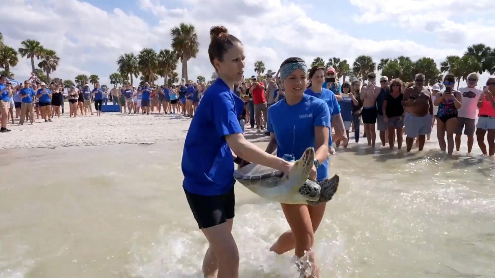 The Florida Aquarium’s Sea Turtle Rehabilitation Center spent three months rehabilitating Buckley before he could return home to the Gulf.