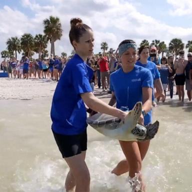 The Florida Aquarium’s Sea Turtle Rehabilitation Center spent three months rehabilitating Buckley before he could return home to the Gulf.