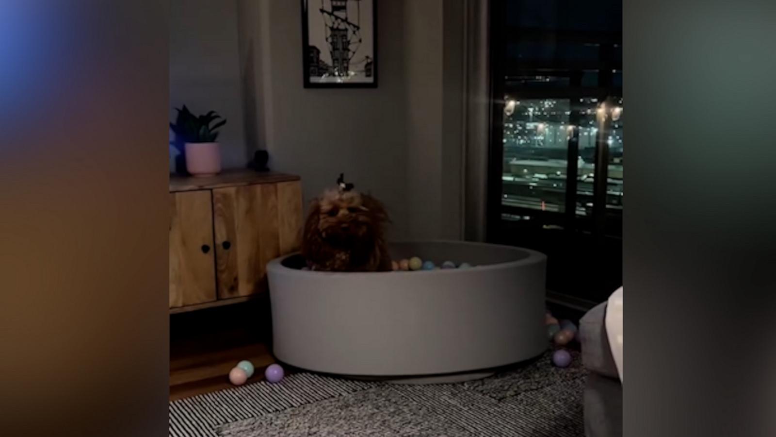 Adorable dog can’t get enough of her ball pit