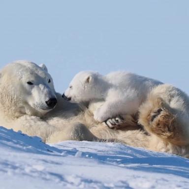 A loving moment between a mother polar bear and a cub was captured on video at Wapusk National Park in Manitoba, Canada.