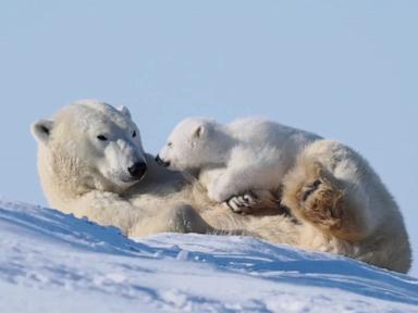 WATCH:  Playful polar bear cub climbs on its mom