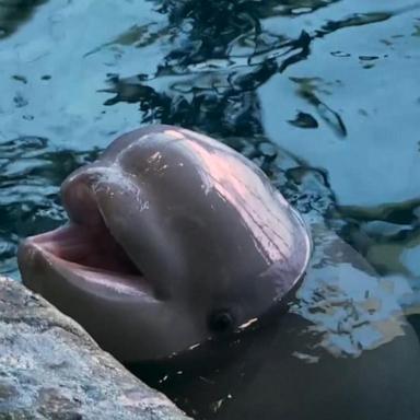 VIDEO: Chicago's Shedd Aquarium is holding a naming contest for baby beluga