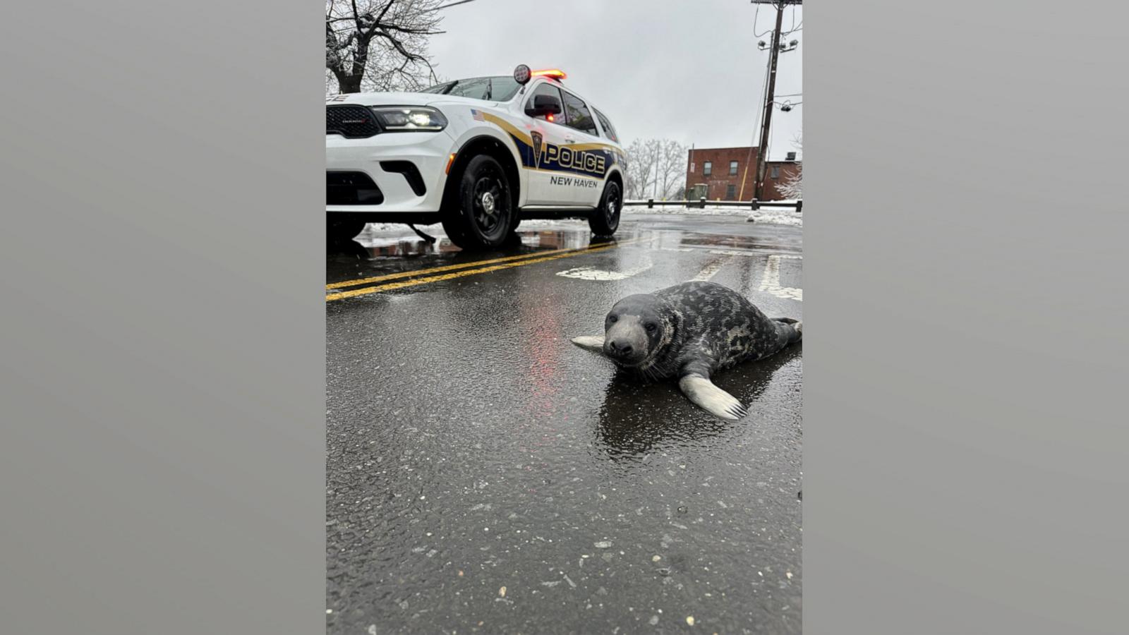 The seal is believed to be 5 or 6 weeks old, according to Mystic Aquarium in Connecticut.