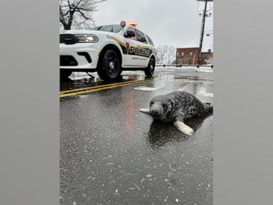 WATCH:  Young seal found on busy road rescued by local aquarium