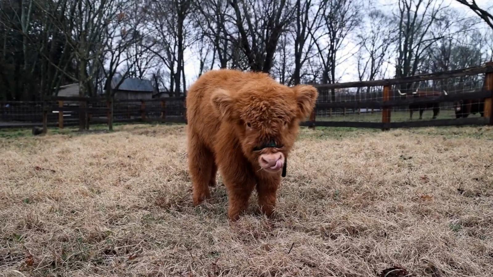 This Scottish Highland calf seems to be enjoying his new home.