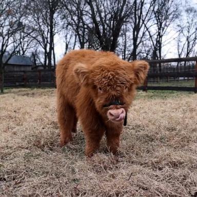 This Scottish Highland calf seems to be enjoying his new home.