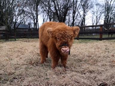 WATCH:  Meet the Nashville Zoo’s fluffiest new resident