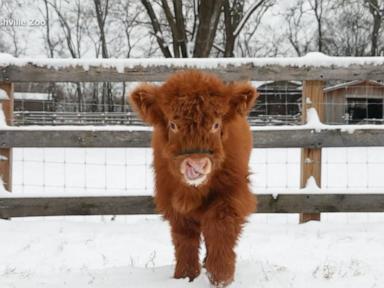 WATCH:  Hamish the Scottish Highland calf gets the zoomies at Nashville Zoo